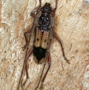 Phoracantha recurva at Ainslie, ACT - 22 Oct 2023