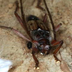 Phoracantha recurva at Ainslie, ACT - 22 Oct 2023