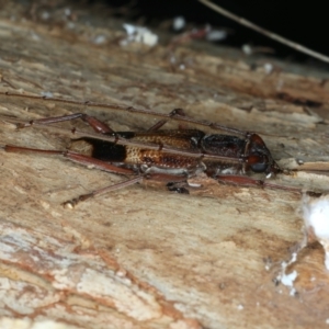 Phoracantha recurva at Ainslie, ACT - 22 Oct 2023