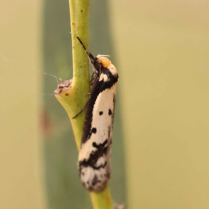 Philobota lysizona at Canberra Central, ACT - 21 Oct 2023 12:10 PM