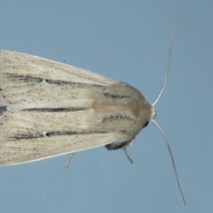 Leucania diatrecta at Ainslie, ACT - 21 Oct 2023