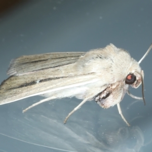 Leucania diatrecta at Ainslie, ACT - 21 Oct 2023 10:01 PM