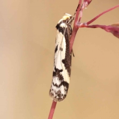 Philobota lysizona (A concealer moth) at O'Connor, ACT - 21 Oct 2023 by ConBoekel
