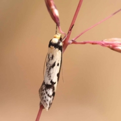 Philobota lysizona at O'Connor, ACT - 21 Oct 2023 11:43 AM