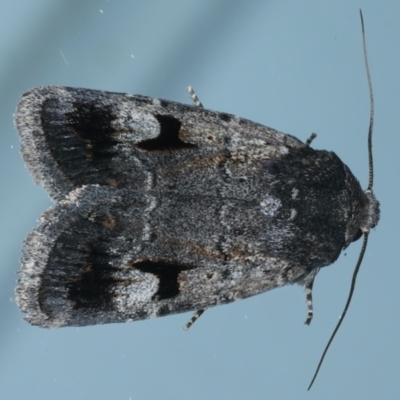 Thoracolopha verecunda (A Noctuid moth (Acronictinae)) at Ainslie, ACT - 21 Oct 2023 by jb2602