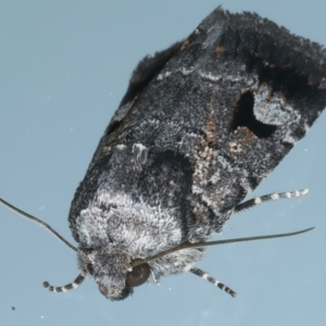 Thoracolopha verecunda at Ainslie, ACT - 21 Oct 2023