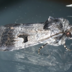 Thoracolopha verecunda at Ainslie, ACT - 21 Oct 2023