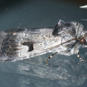 Thoracolopha verecunda at Ainslie, ACT - 21 Oct 2023