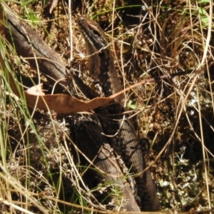 Eulamprus heatwolei at Cotter River, ACT - 24 Oct 2023 01:06 PM