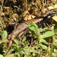 Eulamprus heatwolei at Cotter River, ACT - 24 Oct 2023