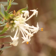 Pimelea linifolia (Slender Rice Flower) at O'Connor, ACT - 21 Oct 2023 by ConBoekel