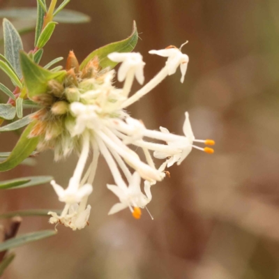 Pimelea linifolia (Slender Rice Flower) at O'Connor, ACT - 21 Oct 2023 by ConBoekel