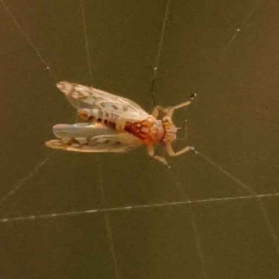 Unidentified Leafhopper or planthopper (Hemiptera, several families) at Canberra Central, ACT - 21 Oct 2023 by ConBoekel
