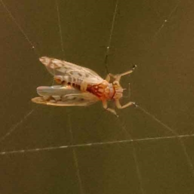 Cicadellidae (family) at Caladenia Forest, O'Connor - 21 Oct 2023 by ConBoekel