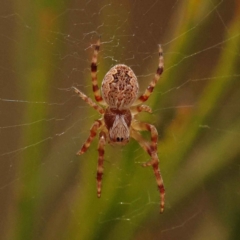 Salsa fuliginata (Sooty Orb-weaver) at Caladenia Forest, O'Connor - 21 Oct 2023 by ConBoekel