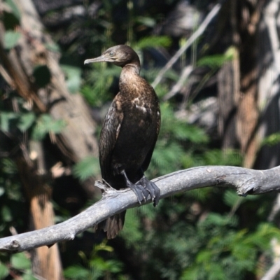 Phalacrocorax sulcirostris (Little Black Cormorant) at Tahmoor, NSW - 24 Oct 2023 by Freebird