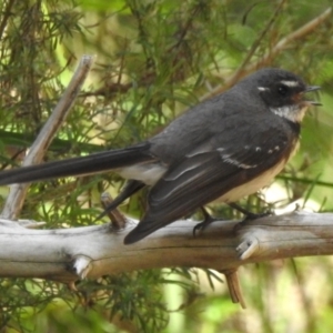 Rhipidura albiscapa at Cotter River, ACT - 24 Oct 2023 11:15 AM