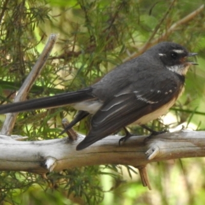 Rhipidura albiscapa (Grey Fantail) at Namadgi National Park - 24 Oct 2023 by JohnBundock