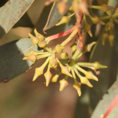 Eucalyptus macrorhyncha (Red Stringybark) at Caladenia Forest, O'Connor - 21 Oct 2023 by ConBoekel