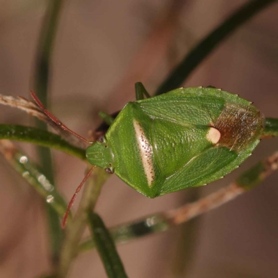 Ocirrhoe unimaculata (Green Stink Bug) at Caladenia Forest, O'Connor - 21 Oct 2023 by ConBoekel