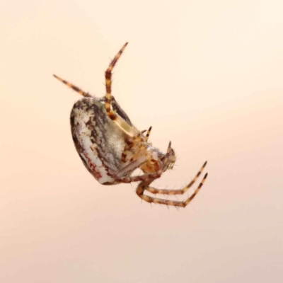 Plebs eburnus (Eastern bush orb-weaver) at Canberra Central, ACT - 21 Oct 2023 by ConBoekel