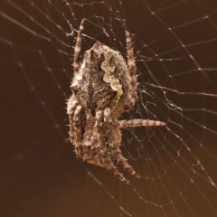 Socca pustulosa (Knobbled Orbweaver) at Canberra Central, ACT - 21 Oct 2023 by ConBoekel