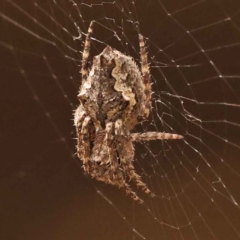 Socca pustulosa (Knobbled Orbweaver) at Caladenia Forest, O'Connor - 21 Oct 2023 by ConBoekel