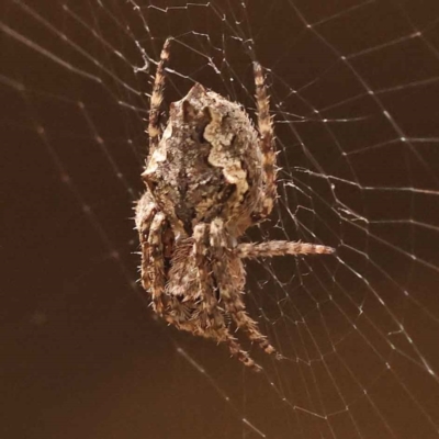 Socca pustulosa (Knobbled Orbweaver) at Caladenia Forest, O'Connor - 21 Oct 2023 by ConBoekel