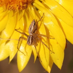 Oxyopes gracilipes (Graceful-legs Lynx Spider) at O'Connor, ACT - 21 Oct 2023 by ConBoekel