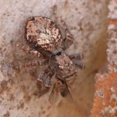 Servaea incana (Hoary Servaea) at O'Connor, ACT - 21 Oct 2023 by ConBoekel