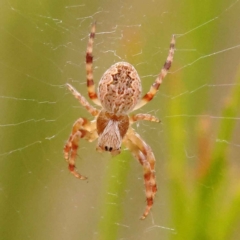 Salsa fuliginata (Sooty Orb-weaver) at Canberra Central, ACT - 21 Oct 2023 by ConBoekel