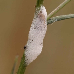 Cercopidae (family) at O'Connor, ACT - 21 Oct 2023