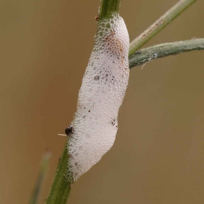 Cercopidae (family) (Unidentified spittlebug or froghopper) at Caladenia Forest, O'Connor - 21 Oct 2023 by ConBoekel