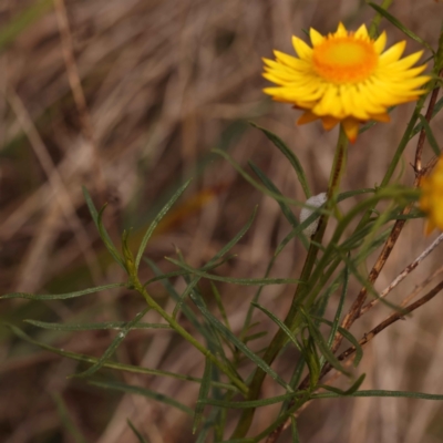 Xerochrysum viscosum (Sticky Everlasting) at O'Connor, ACT - 21 Oct 2023 by ConBoekel