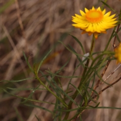Xerochrysum viscosum (Sticky Everlasting) at O'Connor, ACT - 21 Oct 2023 by ConBoekel
