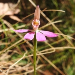 Caladenia carnea (Pink Fingers) at Cotter River, ACT - 24 Oct 2023 by JohnBundock