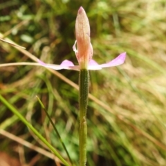 Caladenia carnea at Cotter River, ACT - 24 Oct 2023