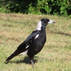 Gymnorhina tibicen (Australian Magpie) at Braidwood, NSW - 24 Oct 2023 by MatthewFrawley