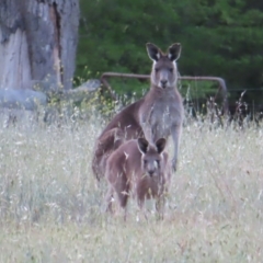 Macropus giganteus (Eastern Grey Kangaroo) at Braidwood, NSW - 24 Oct 2023 by MatthewFrawley