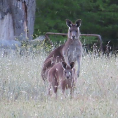 Macropus giganteus (Eastern Grey Kangaroo) at Braidwood, NSW - 24 Oct 2023 by MatthewFrawley