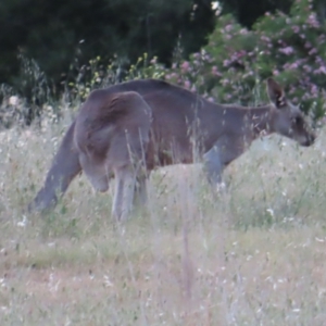 Macropus giganteus at Braidwood, NSW - 24 Oct 2023