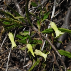 Billardiera scandens (Hairy Apple Berry) at Cotter River, ACT - 24 Oct 2023 by JohnBundock