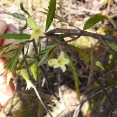 Billardiera scandens at Cotter River, ACT - 24 Oct 2023