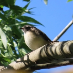 Acanthiza chrysorrhoa (Yellow-rumped Thornbill) at QPRC LGA - 24 Oct 2023 by MatthewFrawley