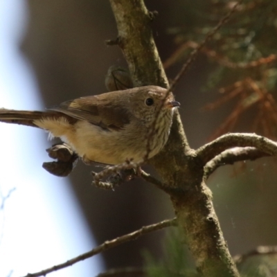 Acanthiza pusilla (Brown Thornbill) at Jerrabomberra Wetlands - 24 Oct 2023 by RodDeb