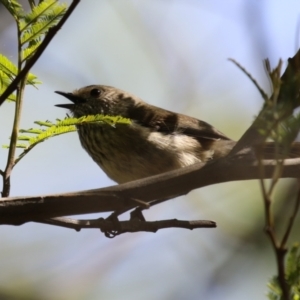 Acanthiza pusilla at Kingston, ACT - 24 Oct 2023