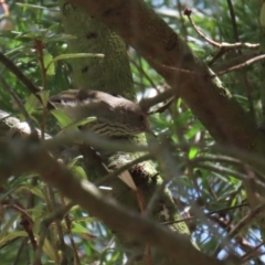 Acanthiza pusilla at Kingston, ACT - 24 Oct 2023