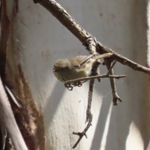 Acanthiza pusilla at Kingston, ACT - 24 Oct 2023