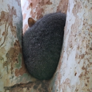 Trichosurus vulpecula at Fyshwick, ACT - 24 Oct 2023