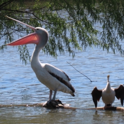 Pelecanus conspicillatus (Australian Pelican) at Fyshwick, ACT - 24 Oct 2023 by RodDeb